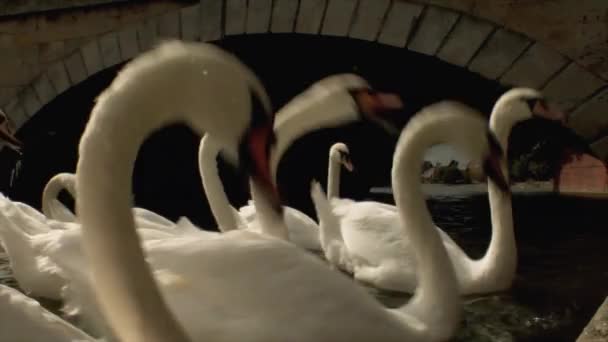 A Swans swimming together in river near bridge archway — Stock Video