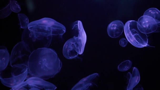 Een wijd shot van de school van gloeiende gelei vis zwemmen in de watertank — Stockvideo