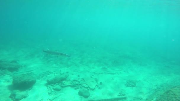 Un pez nadando bajo el agua — Vídeos de Stock
