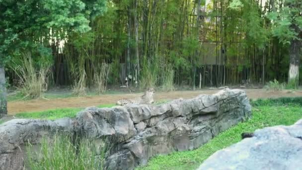 Une girafe dans une enceinte de zoo — Video