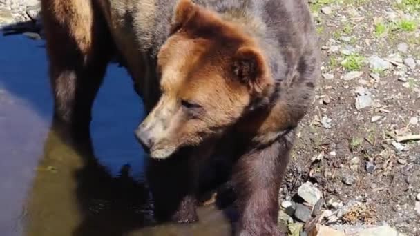 Een grote bruine beer die naast een hond staat — Stockvideo