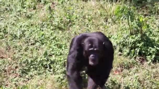 Медведь, который стоит в траве — стоковое видео