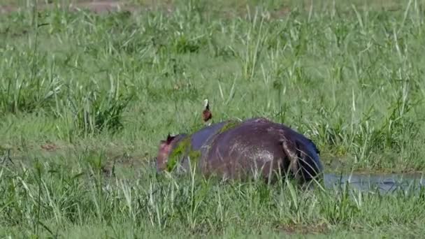 Птах, що сидить на траві покритому полем — стокове відео