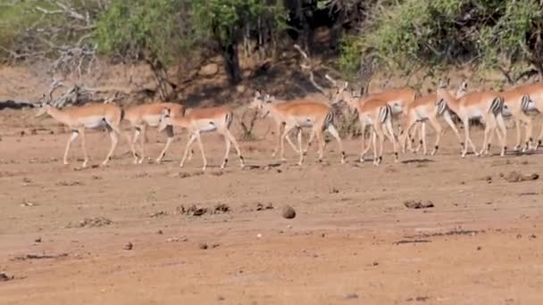 En flock zebra som står bredvid en vattensamling. — Stockvideo