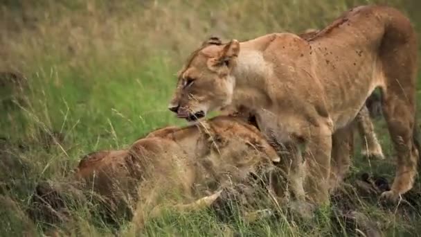 Лев, стоящий на поле сухой травы — стоковое видео