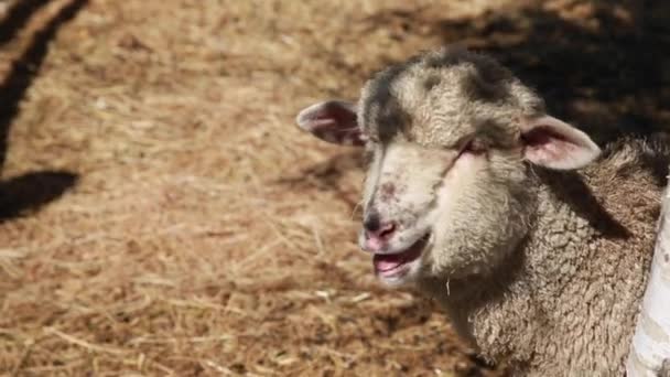 Een schaap in een hok — Stockvideo