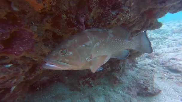 Un poisson nageant sous l'eau — Video