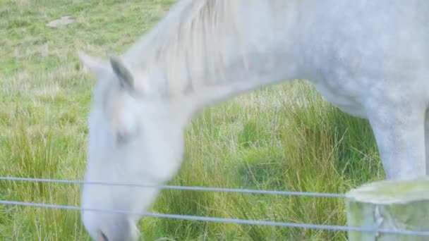 A horse is standing in the grass — Stock Video