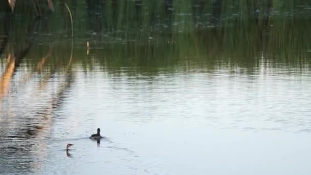 Hejno ptáků sedících na vodní hladině — Stock video