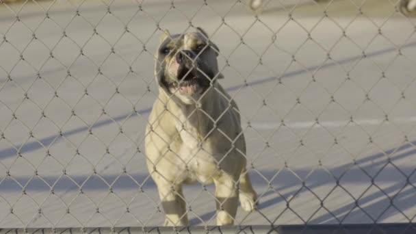 A dog standing next to a wire fence — Stock Video