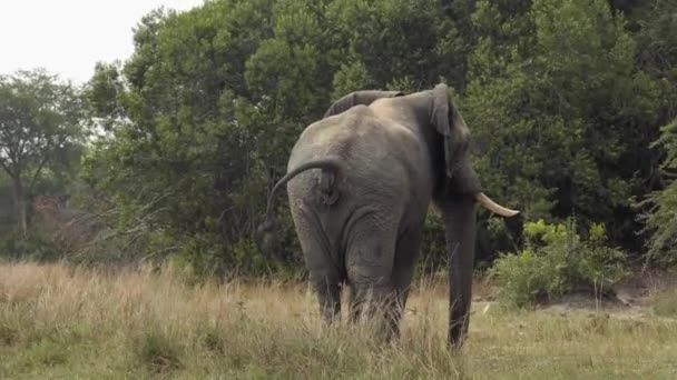 En elefant som står i gräset — Stockvideo