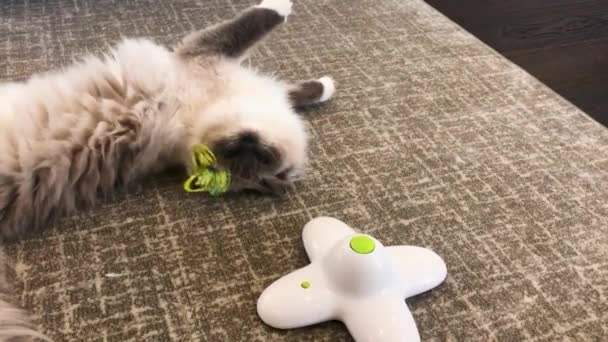 地面に寝そべっている猫 — ストック動画