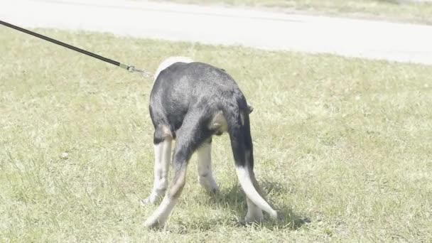 Собака, що стоїть над трав'яним полем — стокове відео