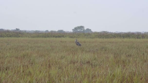 Un oiseau debout sur un champ d'herbe sèche — Video