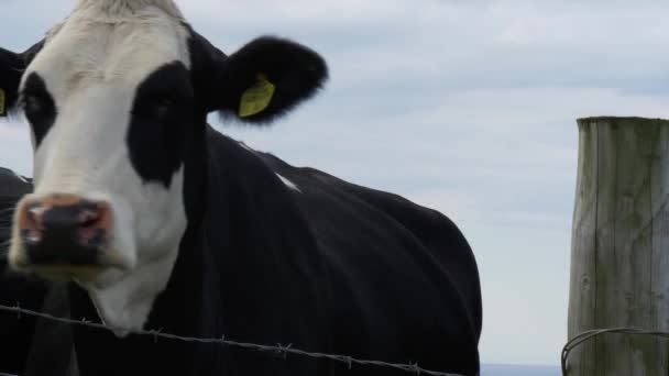 Une vache se tient devant une clôture métallique — Video