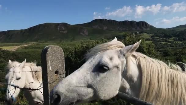 站在山顶上的奶牛 — 图库视频影像