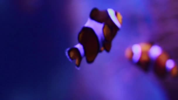 A Primer plano de peces payaso nadando en pecera — Vídeo de stock