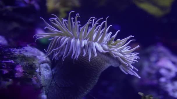 Bir mercanın sualtı görüntüsü — Stok video