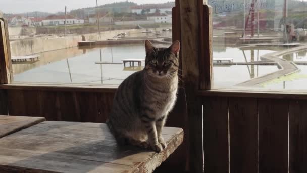 Eine Katze sitzt auf einem Holztisch — Stockvideo