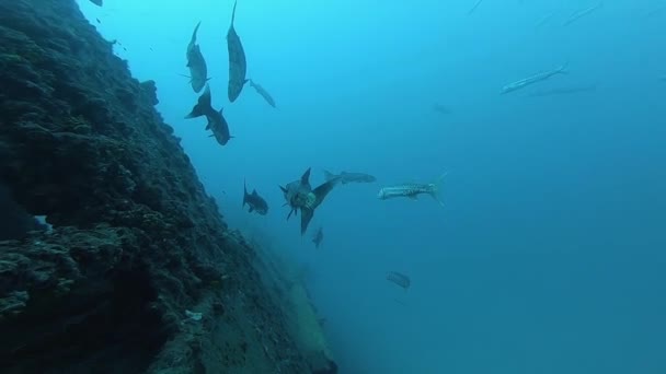 Unterwasserblick auf ein Schwimmbad — Stockvideo