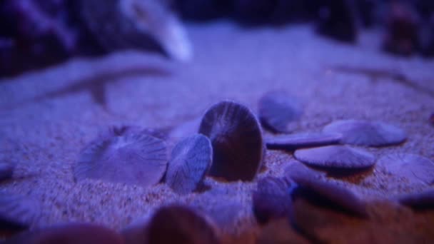 Eine Nahaufnahme von exotischem Unterwasser-Sealife im Tank — Stockvideo