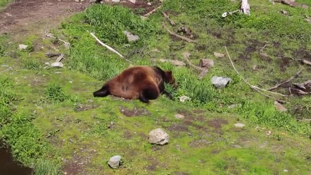 풀로 덮인 들판 위에 누워 있는 갈색 곰 — 비디오
