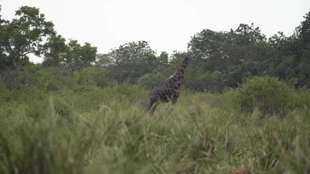 A group of giraffe standing on top of a grass covered field — Stock Video