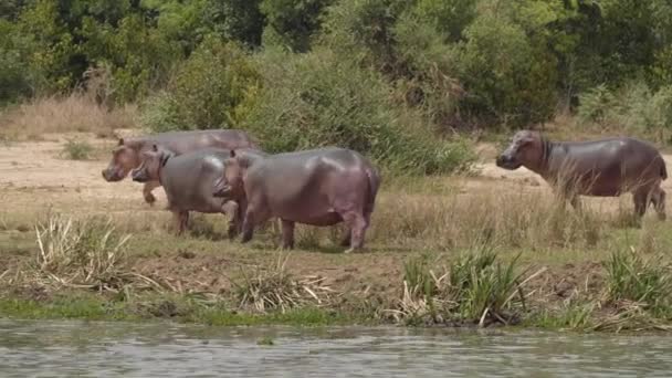 3,653 Cubierta corporal Videos, lizenzfreies Stock Cubierta corporal Footage | Depositphotos