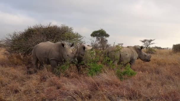 En flock elefanter som går över ett torrt gräsfält — Stockvideo