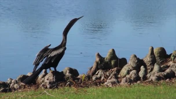 水の塊の隣の岩の上に立つ鳥 — ストック動画