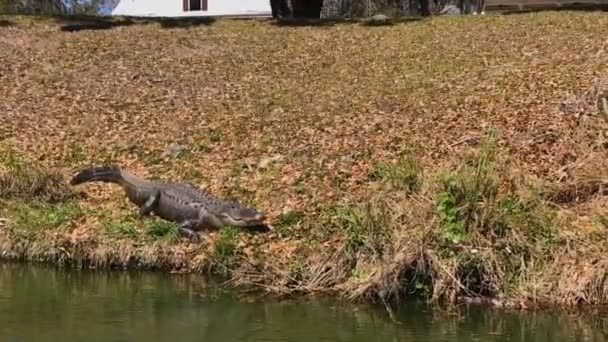 Птах, що стоїть у траві поруч із водою — стокове відео