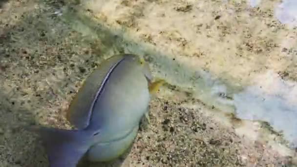 Un primer plano de un pez — Vídeos de Stock