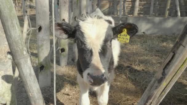 Eine Kuh steht neben einem Maschendrahtzaun — Stockvideo