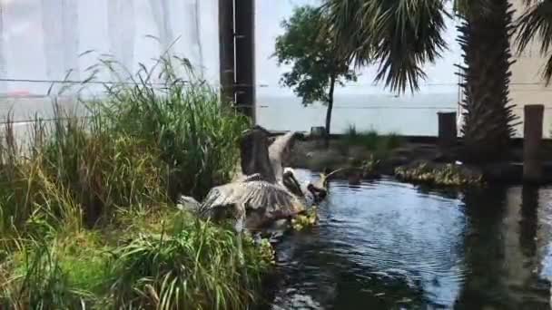 Un groupe de palmiers à côté d'un plan d'eau — Video
