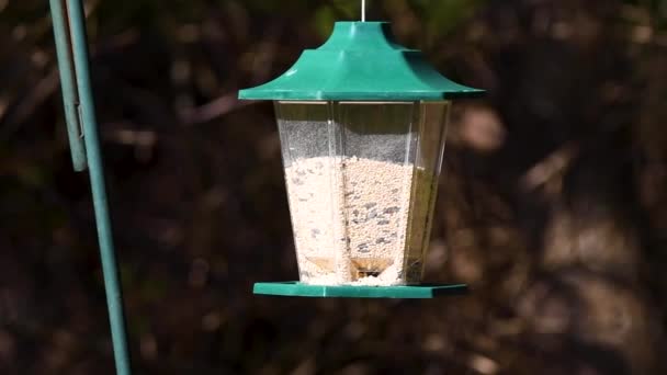 Pássaro comendo de alimentador de aves — Vídeo de Stock