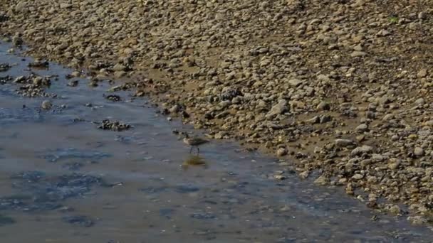 Una spiaggia rocciosa — Video Stock