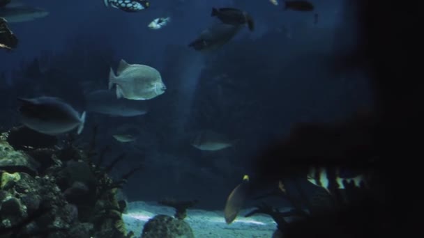 Podwodny widok na basen — Wideo stockowe