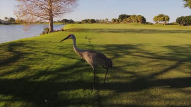 En fugl, der står på en græsdækket mark. – Stock-video