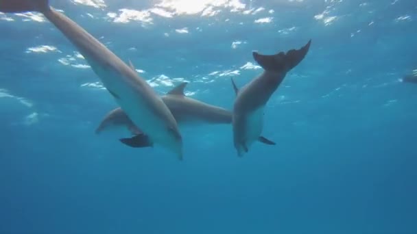 水中で泳ぐ魚は — ストック動画