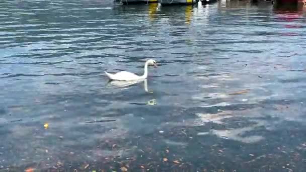 Um cisne nadando em um corpo de água — Vídeo de Stock