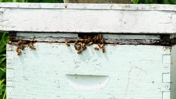 Una bandada de pájaros sentados en lo alto de un edificio — Vídeos de Stock