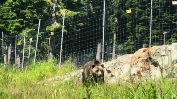 Медведь, который стоит в траве возле проволочного забора — стоковое видео