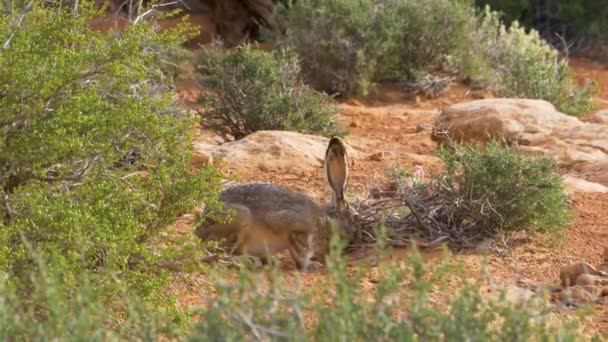 Een groep giraffen die naast een rots staan — Stockvideo