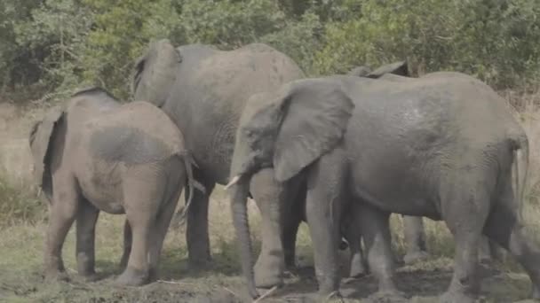 Mały słoń stojący w trawie — Wideo stockowe