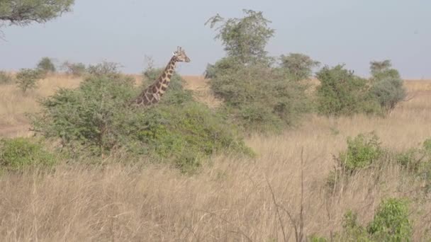 En flock giraff som går över ett torrt gräsfält. — Stockvideo