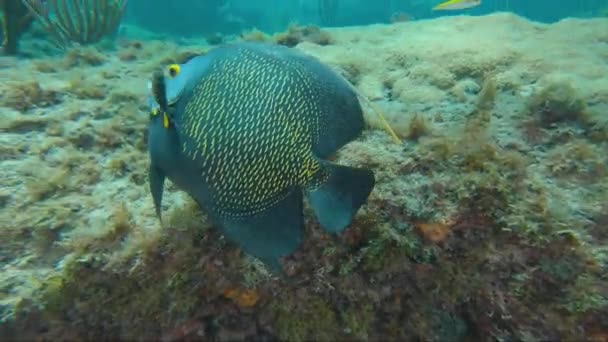 Ein Fisch schwimmt unter Wasser — Stockvideo