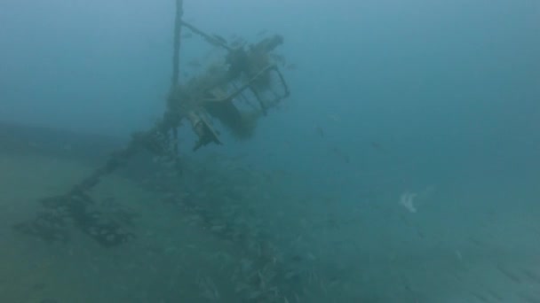 Ein Schwarm Schnapper schwimmt um Bug des gesunkenen Schiffswracks — Stockvideo