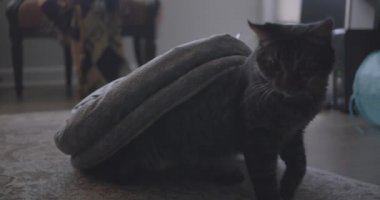 Masada oturan bir kedi.