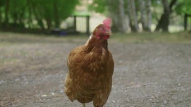 Tavuğun önünde duran bir kuş.