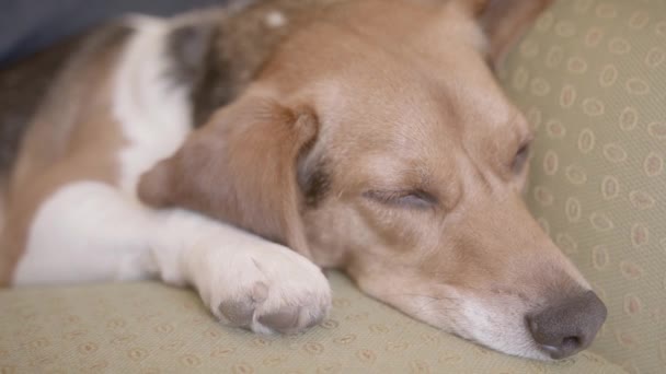 Un primer plano de un perro acostado y mirando a la cámara — Vídeos de Stock